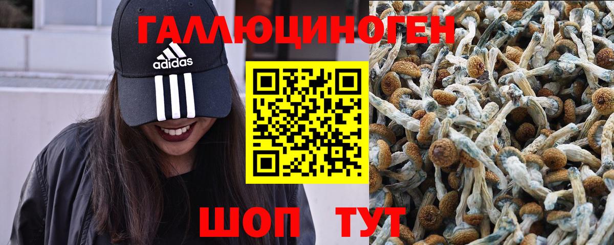 Псилоцибиновые грибы Psilocybine cubensis Углич